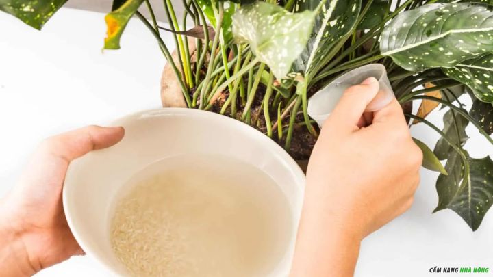 Tưới nước vo gạo vào gốc cây để cung cấp B1 tự nhiên