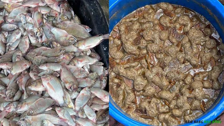 Sử dụng cá tươi ủ phân đạm cá