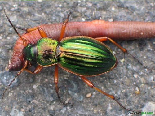 Bọ đất - Ground Beetle
