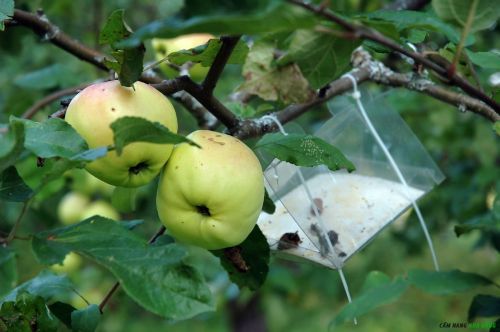 Cách xử lý côn trùng cho cây ăn quả