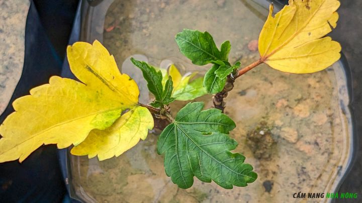 Cây bị vàng lá do chậu trồng ngập nước