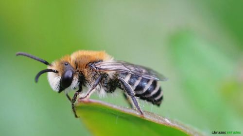 Ong giúp thụ phấn cho cây
