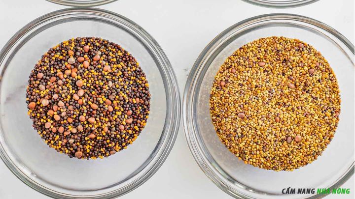 Chuẩn bị hạt giống rau mầm chất lượng