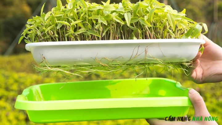 Khay trồng rau mầm thủy canh chuyên dụng màu xanh lá