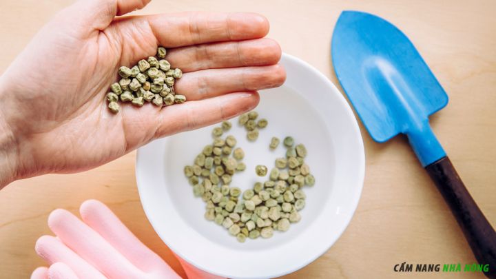 Ngâm hạt giống đậu Hà Lan trong nước ấm