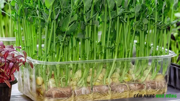 Rau mầm đậu Hà Lan có thể thu hoạch để sử dụng