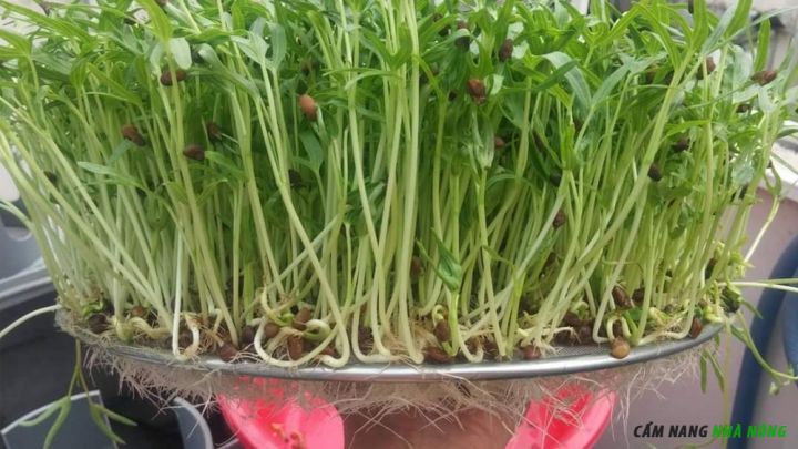 Trồng rau mầm rau muống bằng nước