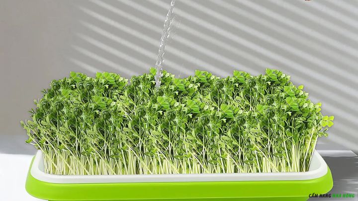 Tưới nước cho rau mầm trồng thủy canh