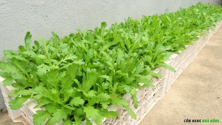 Trồng rau tần ô bằng thùng nhựa rỗng mùa mưa giúp thoát nước nhanh