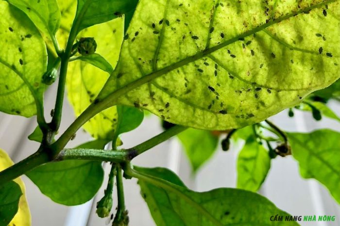 Rệp xanh gây hại ớt khiến lá vàng