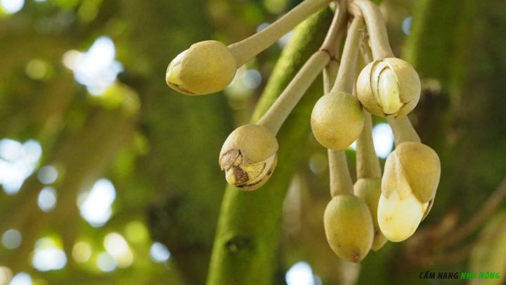 Bọ trĩ gây đen hoa sầu riêng