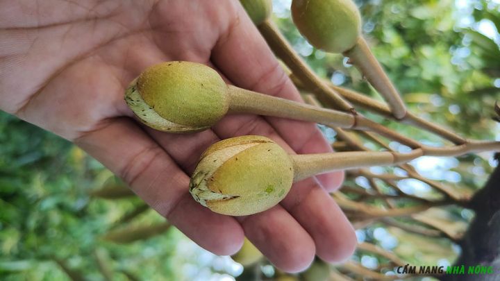 Nhiều bọ trĩ rất nhỏ màu đen trên hoa sầu riêng