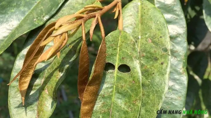 Lá sầu riêng bị bạc màu do bọ trĩ hút nhựa