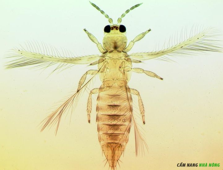 Hình ảnh bọ trĩ hại sầu riêng (Scirtothrips dorsalis) khi trưởng thành