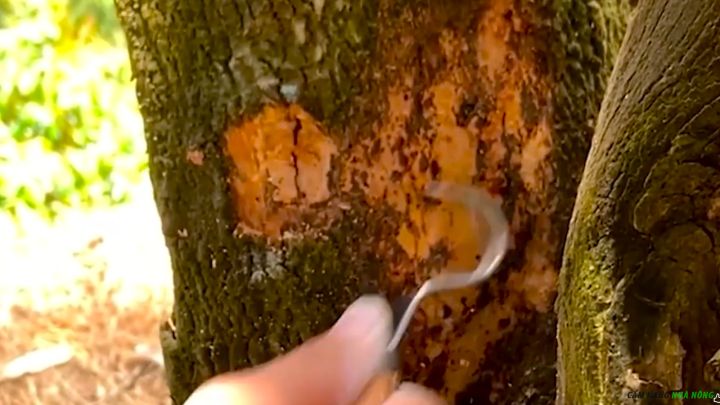 Dùng dao cạo sạch phần vỏ vị mọt đục hoặc chảy mủ cho cây sầu riêng