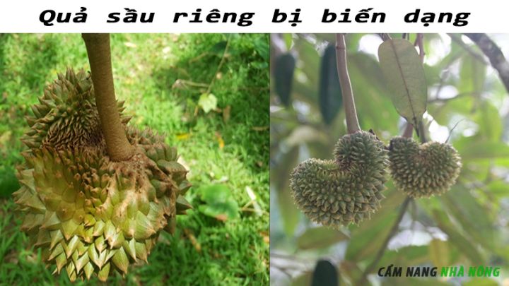 Quả sầu riêng bị biến dạng do bọ trĩ tấn công