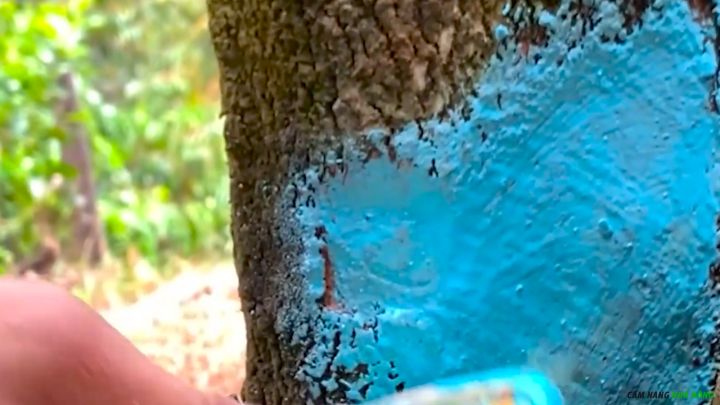 Quét thuốc diệt mọt lên thân sầu riêng vừa làm sạch