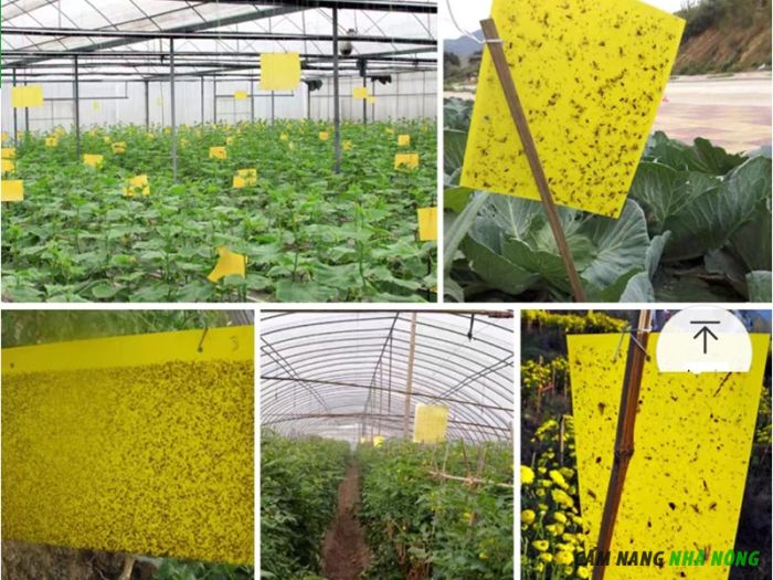 Miếng bẫy dính côn trùng màu vàng