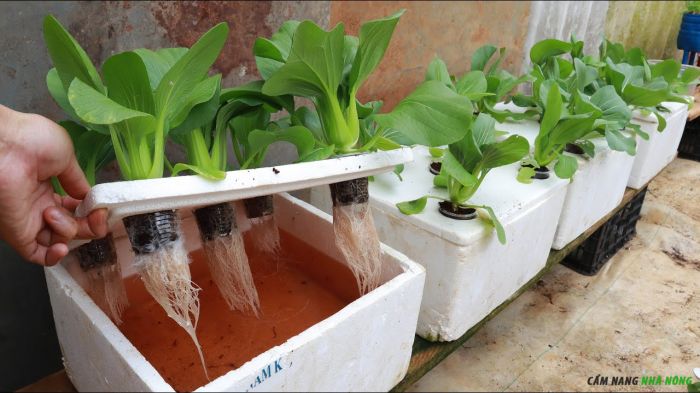 Mô hình trồng rau thủy canh bằng thùng xốp