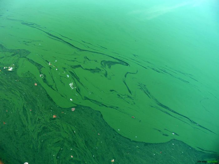 Phèn có thể gây hiện tượng tảo nở hoa cho hồ tôm