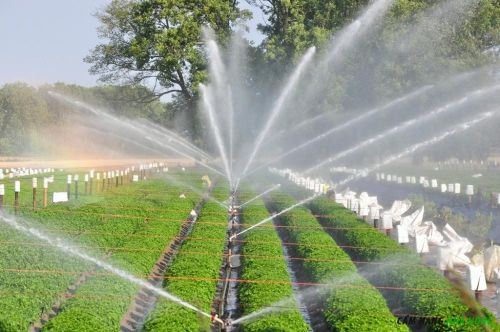 Cung cấp nước tưới cho vườn cây vào mùa hè