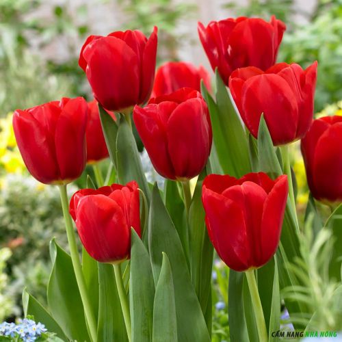 trong-hoa-tulip-trong-vuon-mua-xuan