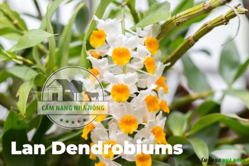 Lan Dendrobiums dễ bị nhiễm bệnh