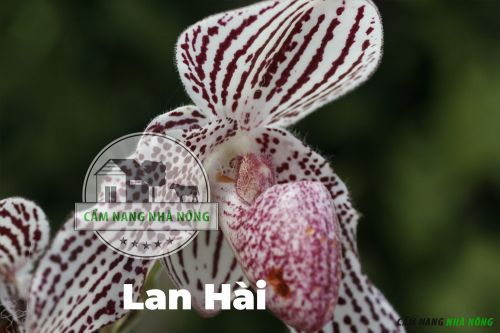 Lan Hài có thể dễ bị nhiễm bệnh