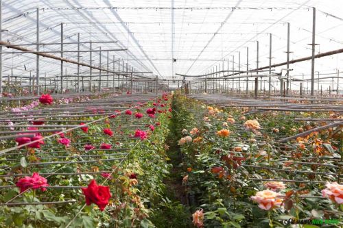 Lợi ích của trồng hoa hồng thủy canh