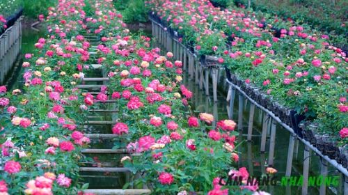Mô hình trồng hoa hồng thủy canh