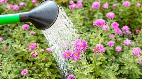 Tưới nước đầy đủ cho hoa cúc