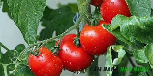 12 Bí quyết trồng cà chua hiệu quả