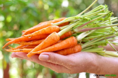 Trồng cà rốt baby có thời gian thu hoạch ngắn