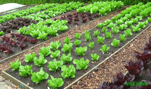 Cách phát triển vườn rau hữu cơ