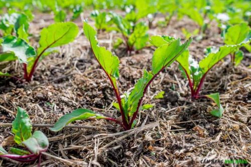 Cách trồng củ cải đường