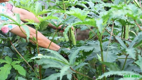 Cách trồng cây đậu bắp
