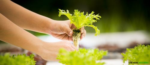 Cách trồng rau thủy canh trong nhà bếp