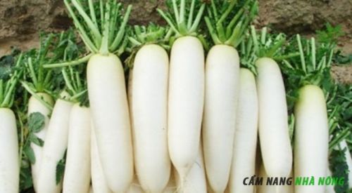 Trồng củ cải có thể thu hoạch sớm