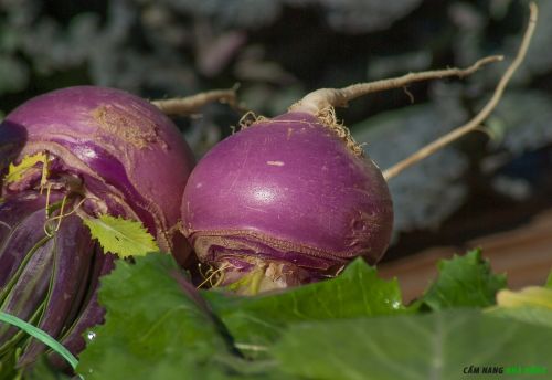 Củ cải Turnips