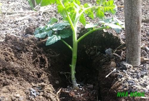 Độ sâu hố trồng cà chua