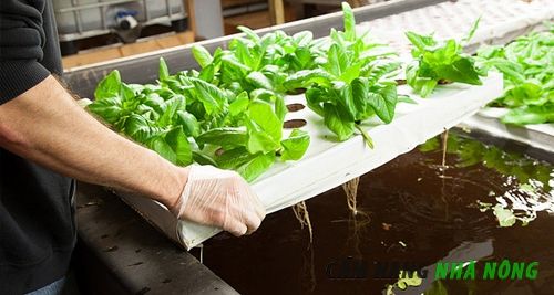 Hệ thống Aquaponics trồng rau sạch