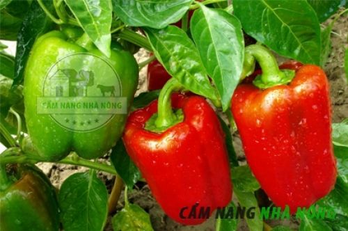 Kỹ thuật trồng ớt chuông
