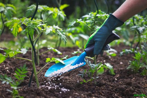 Mẹo xử lý Đất và phân bón cho vườn rau
