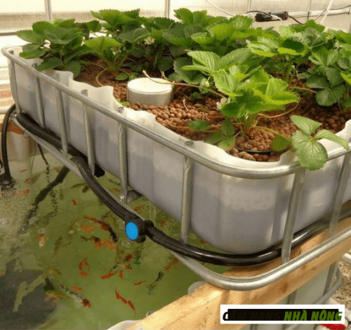 Mô hình trồng rau sạch tại nhà bằng Aquaponics