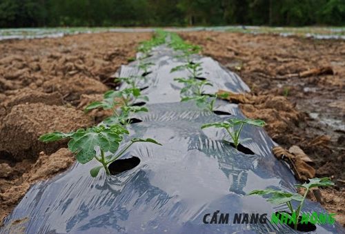 Sử dụng bạt phủ cỏ cho cà chua