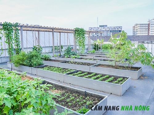 Tạo hộp trồng rau trên sân thượng