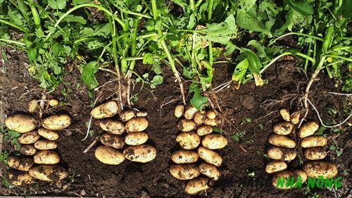 Nên trồng khoai tây tại vườn để cung cấp dinh dưỡng cho đất