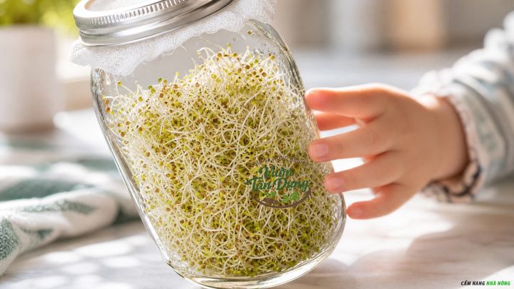 Trồng rau mầm cỏ linh lăng bằng lọ thủy tinh
