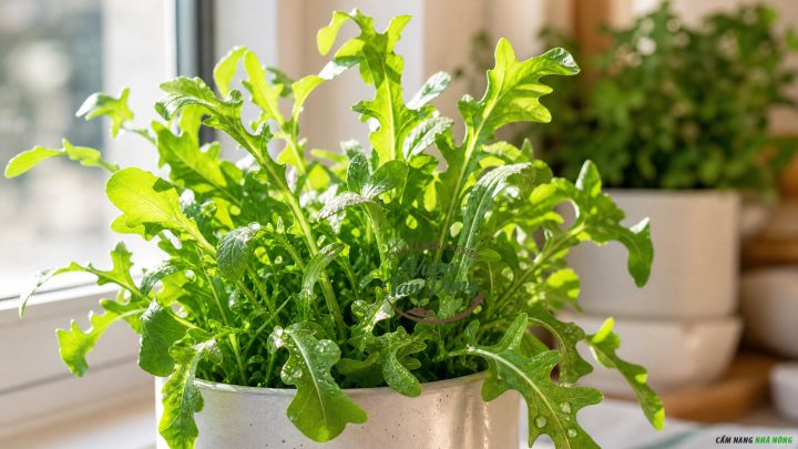 Trồng rau arugula bằng chậu
