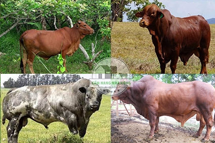 Các giống bò thịt mang lại hiệu quả kinh tế cao
